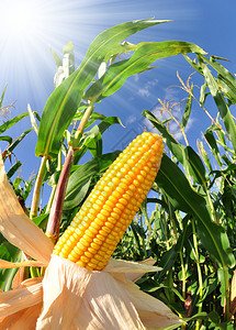 In terms of raw materials what are the methods of ammonia production