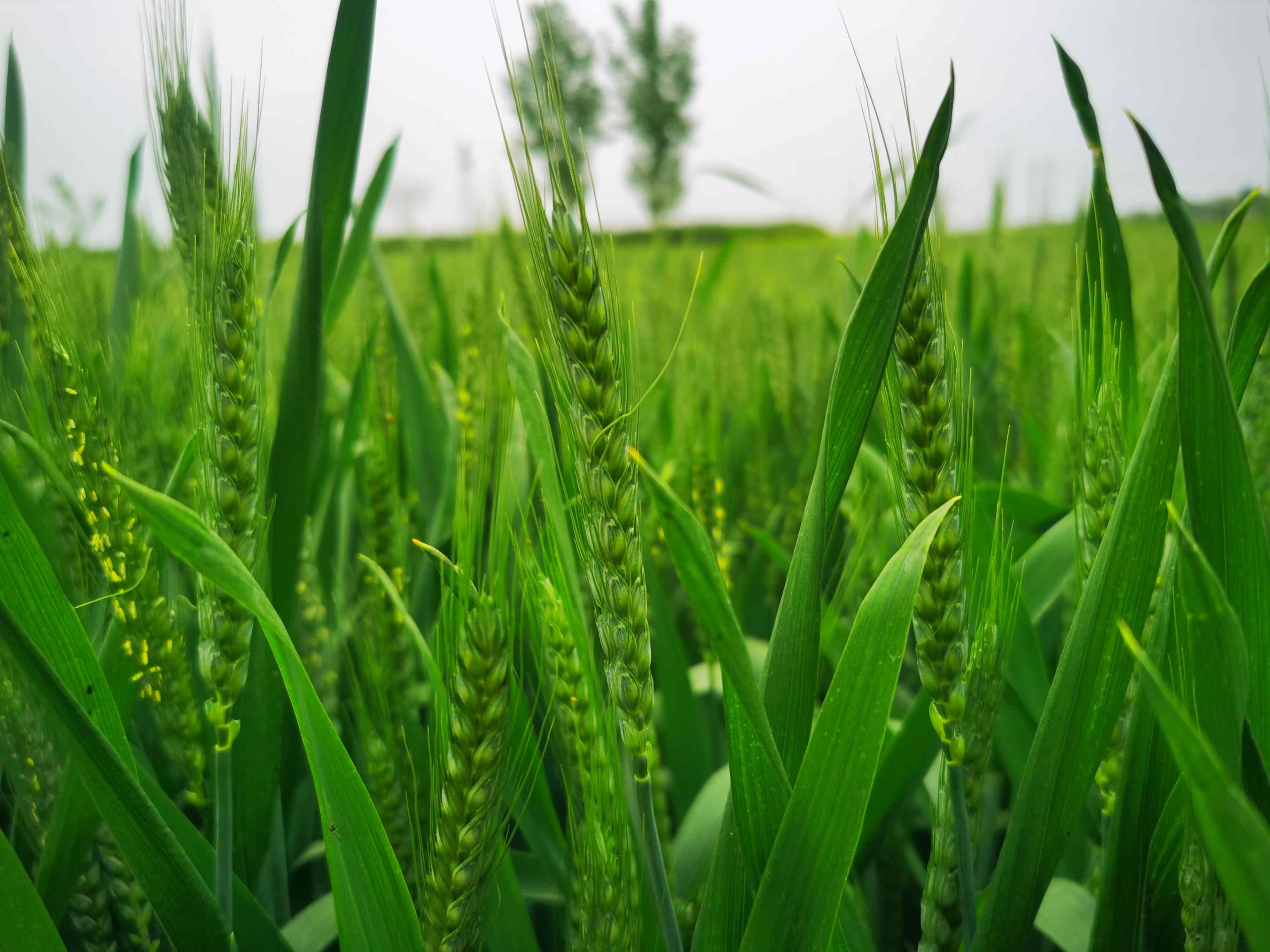 Can Pre-Reforming Catalysts Unlock Efficiency in Hydrogen Production?